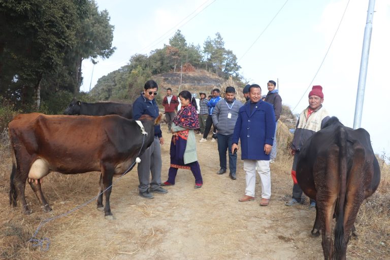 पौवादुङमाका किसानलाई ७५ वटा उन्नत जातका गाई : RajdhaniDaily.com