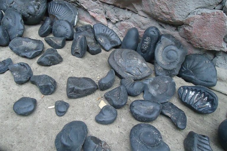 प्रहरीद्वारा अवैध शालिग्राम बरामद – हाम्रो देश